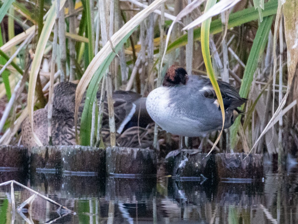 Green-winged Teal - ML529615271
