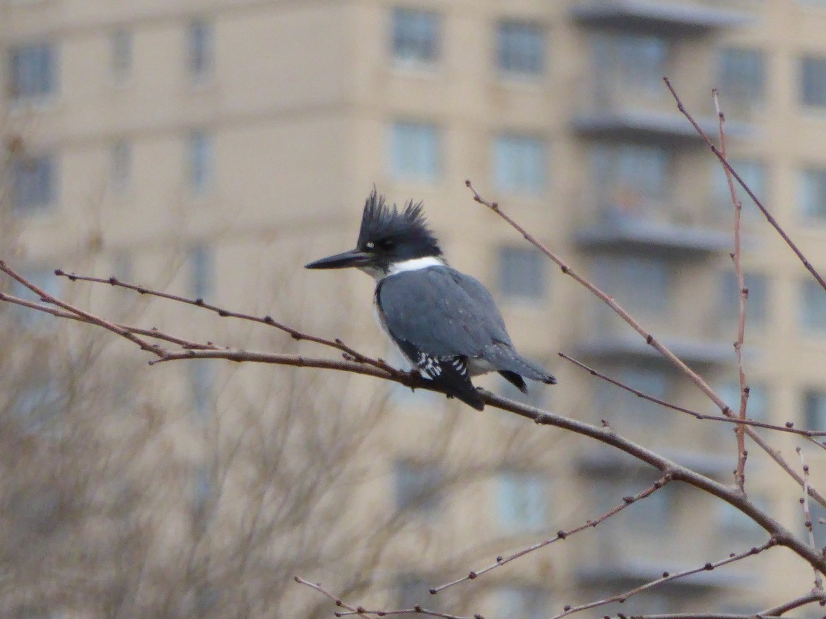 Belted Kingfisher - ML529618161