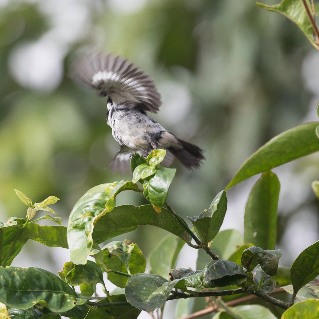 Variable Seedeater - ML529619291