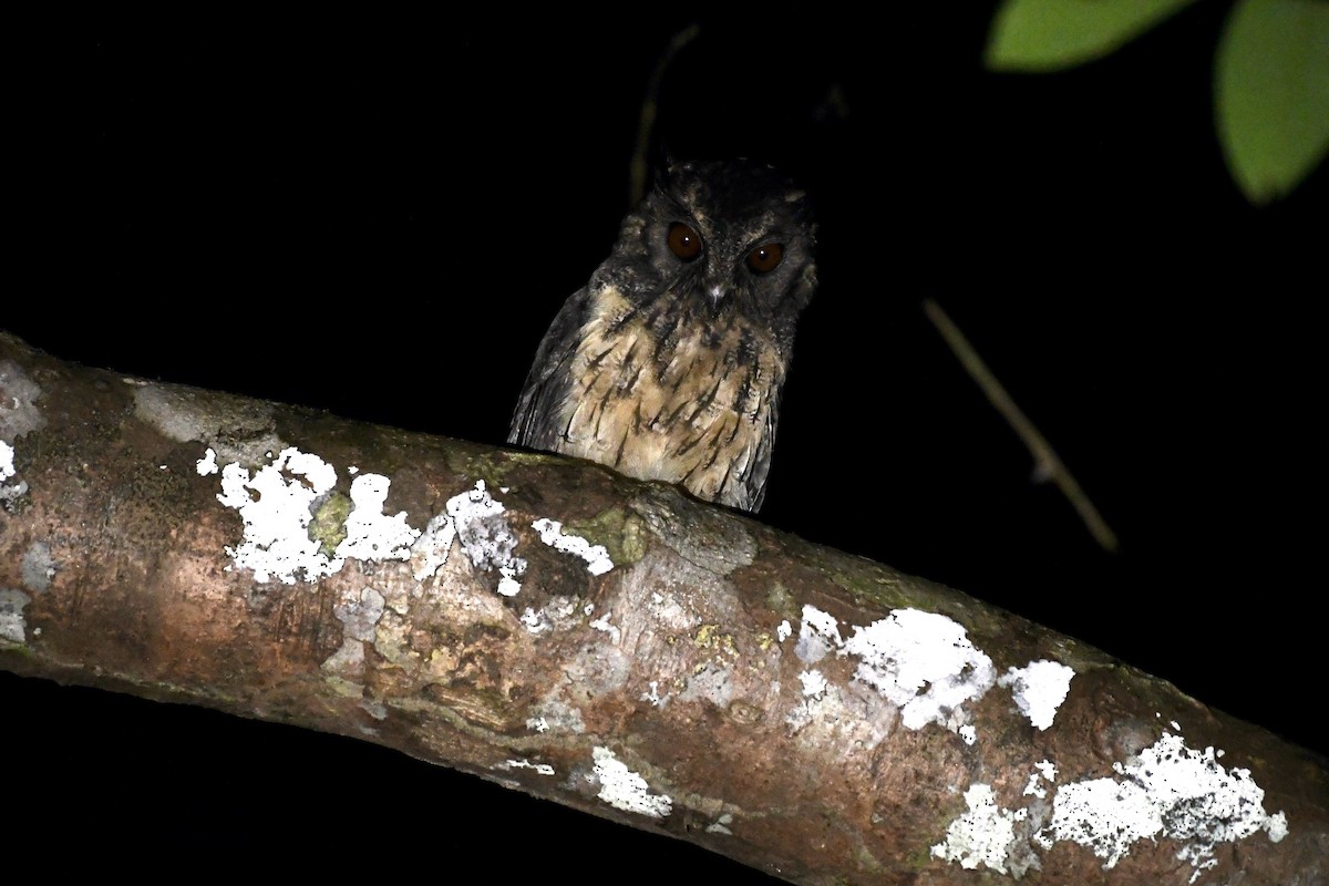 Tawny-bellied Screech-Owl - ML529619951