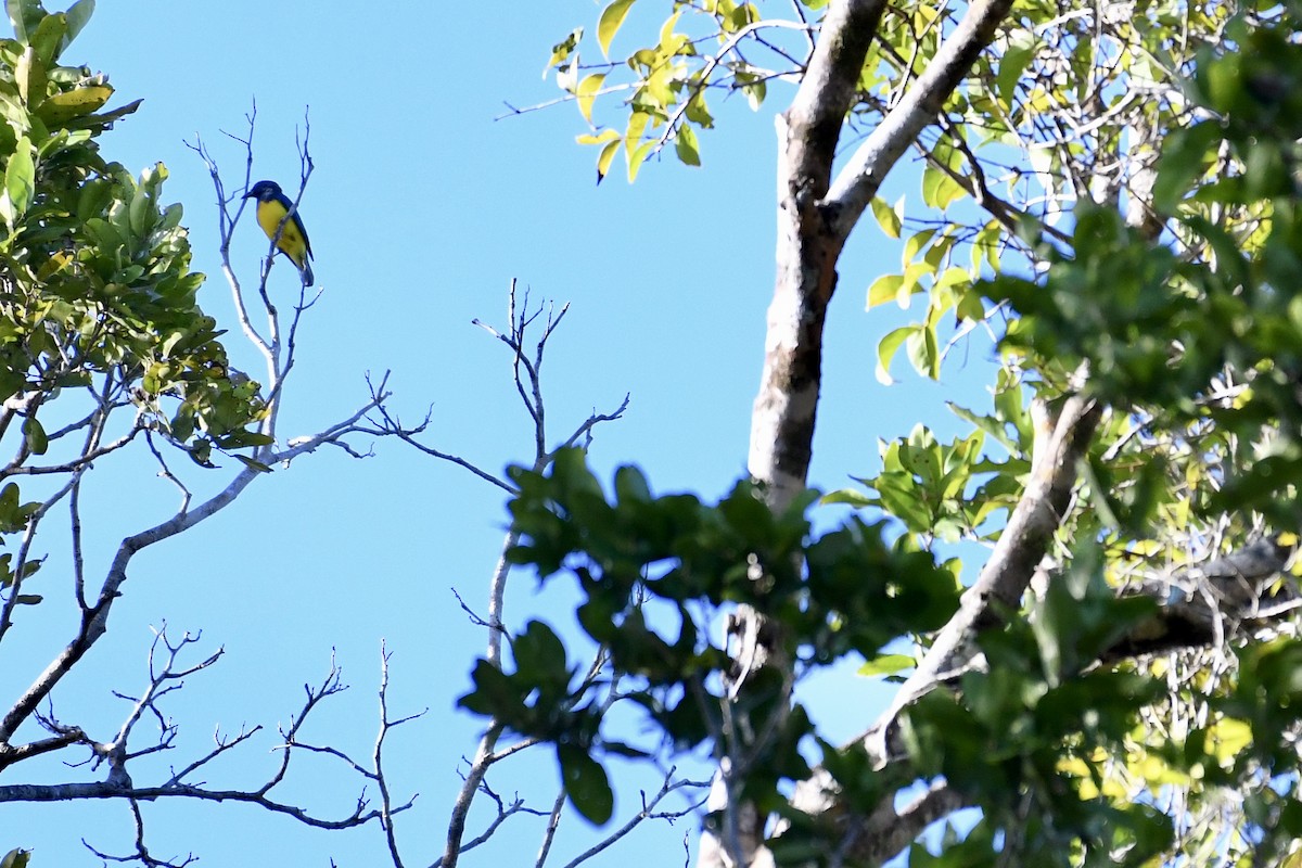 Blue-backed Tanager - ML529621641