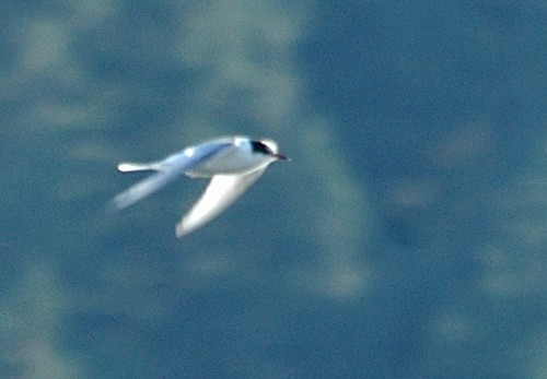 Arctic Tern - Norman Barrett