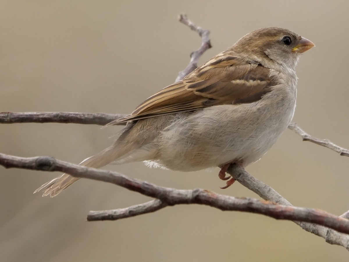 House Sparrow - Roger Horn