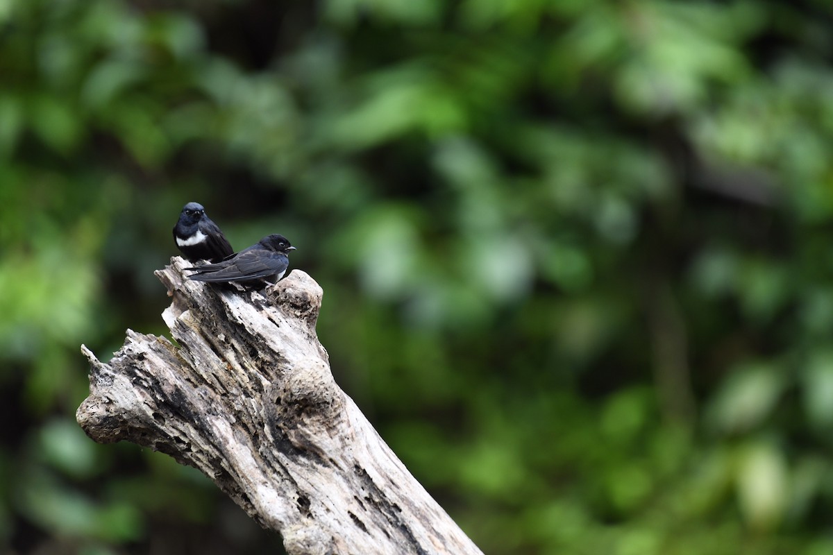 White-banded Swallow - ML529626321