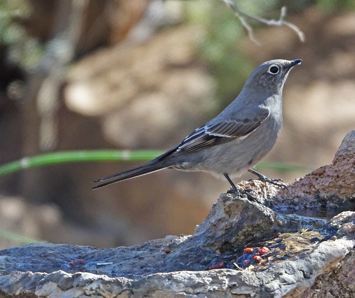 Townsend's Solitaire - ML529627671