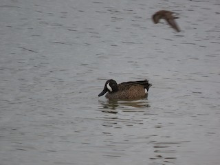 Blue-winged Teal, ML529627881