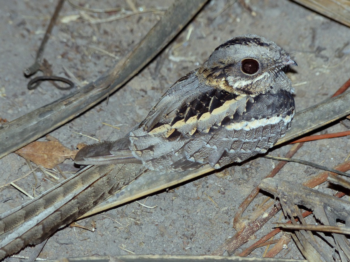 Long-tailed Nightjar - Fabien Quétier