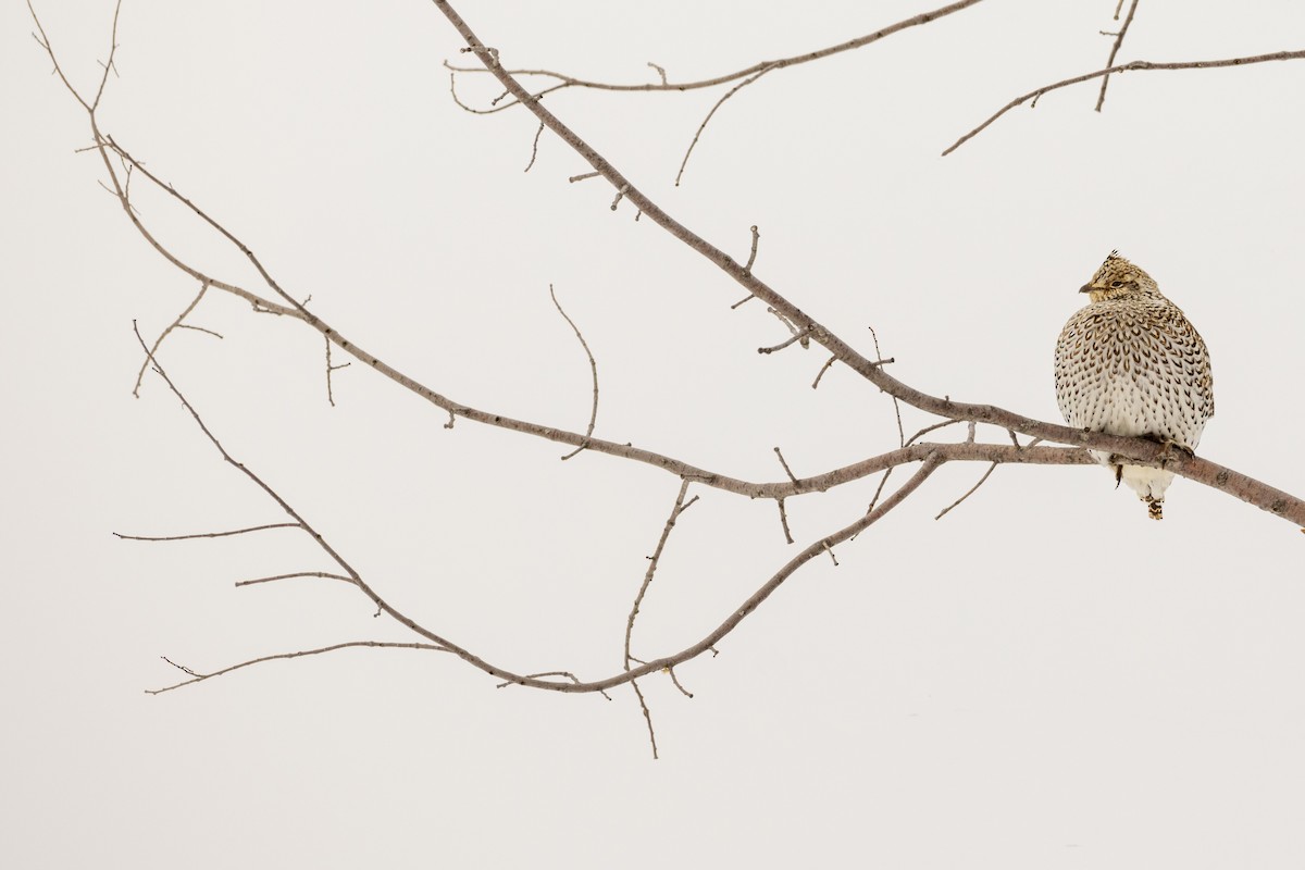 Sharp-tailed Grouse - Mark Peck