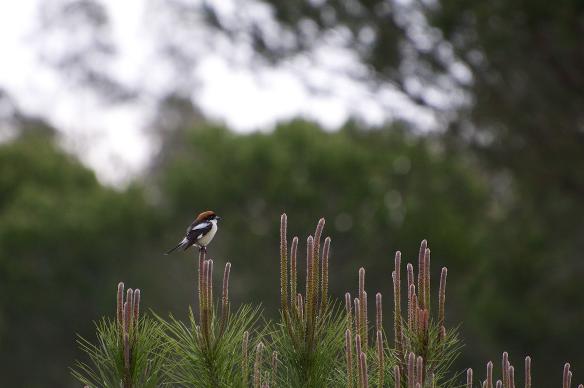 Woodchat Shrike - Luis Bonaño