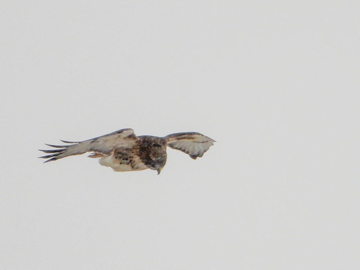 Red-tailed Hawk (borealis) - ML529639871