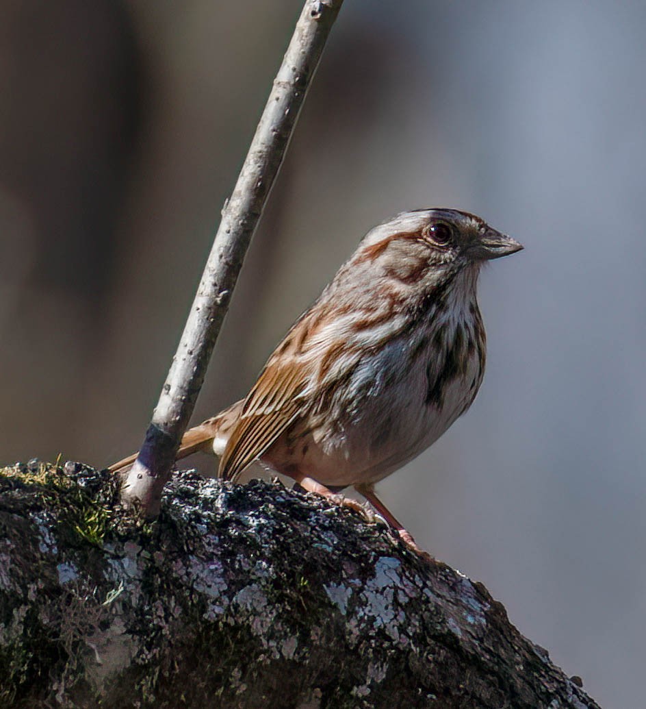 Song Sparrow - Kenneth Eyster