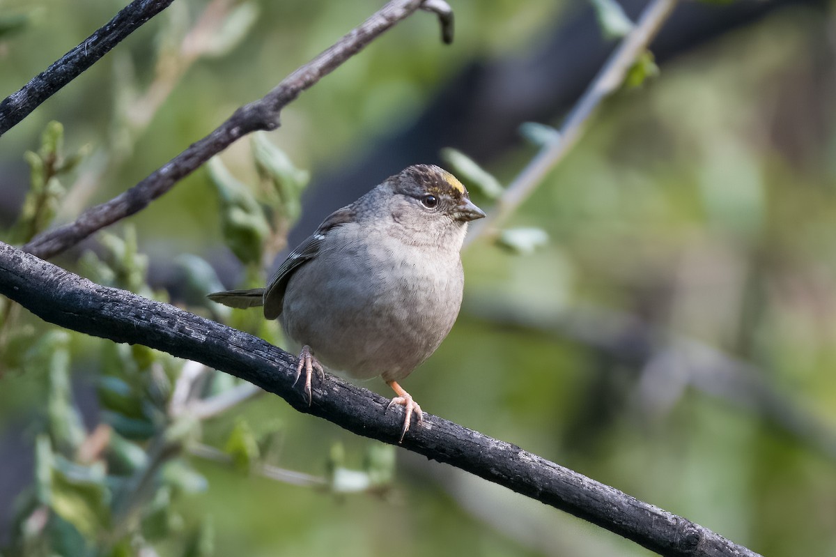 Golden-crowned Sparrow - ML529646921