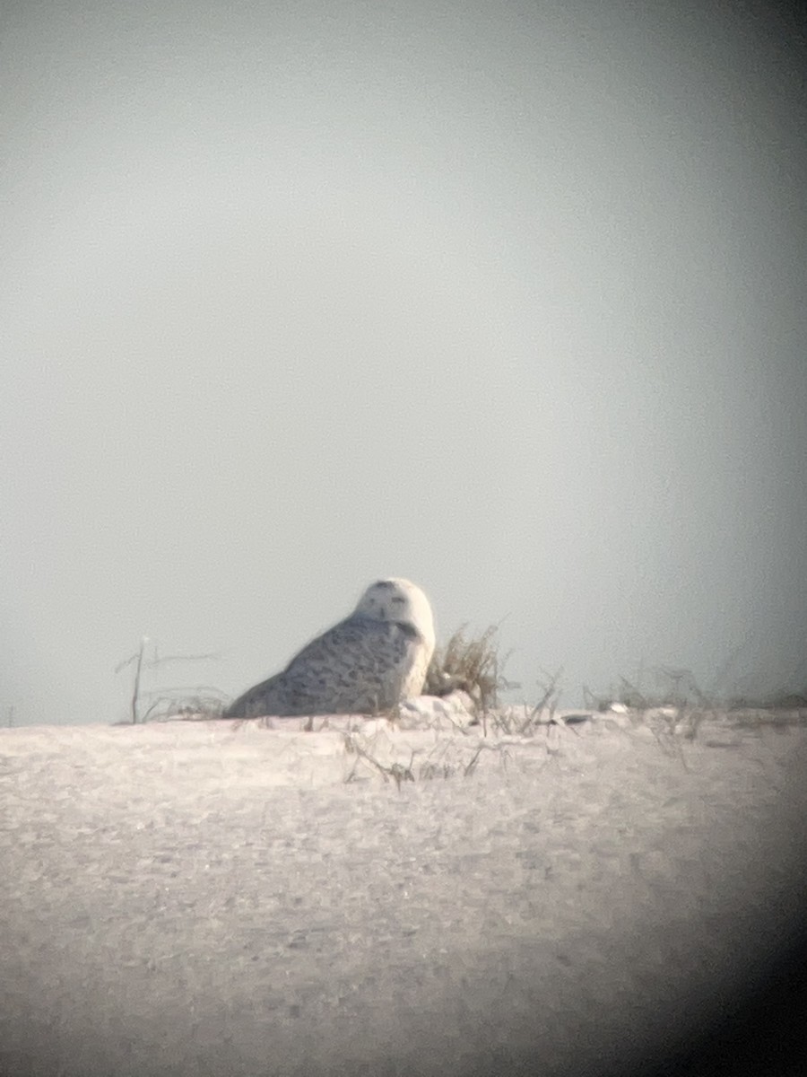 Snowy Owl - ML529651811