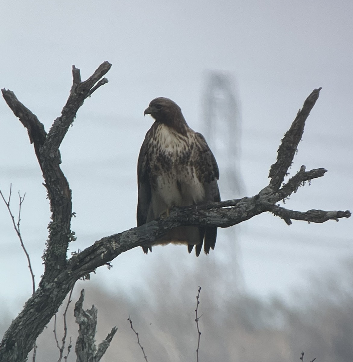 Red-tailed Hawk - ML529652371