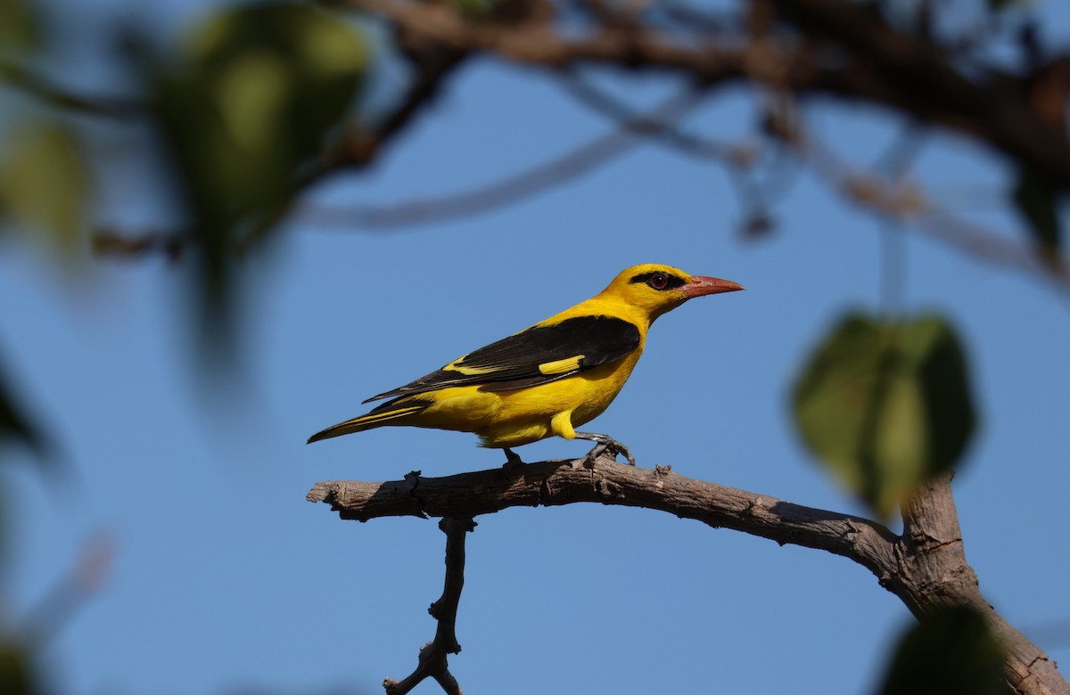 Indian Golden Oriole - ML529653301