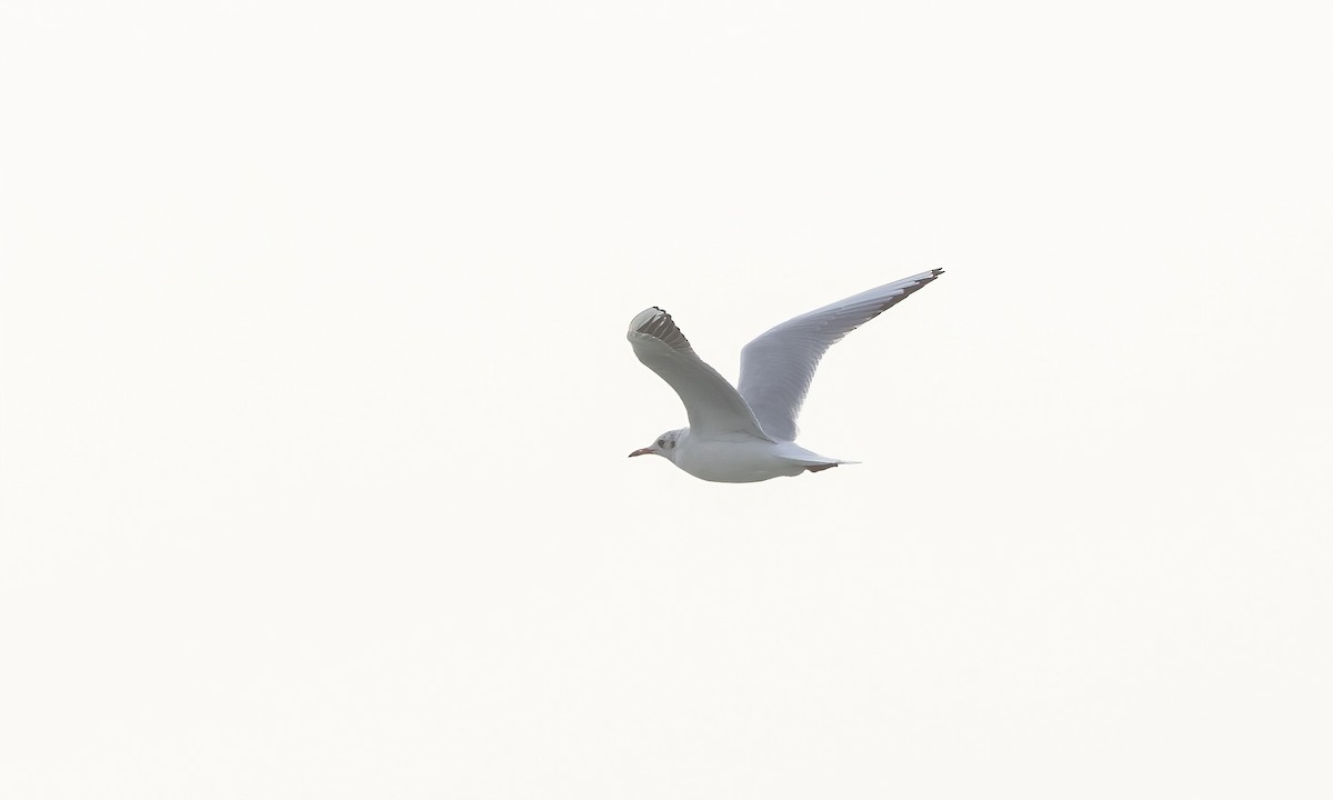 Mouette rieuse - ML529654041