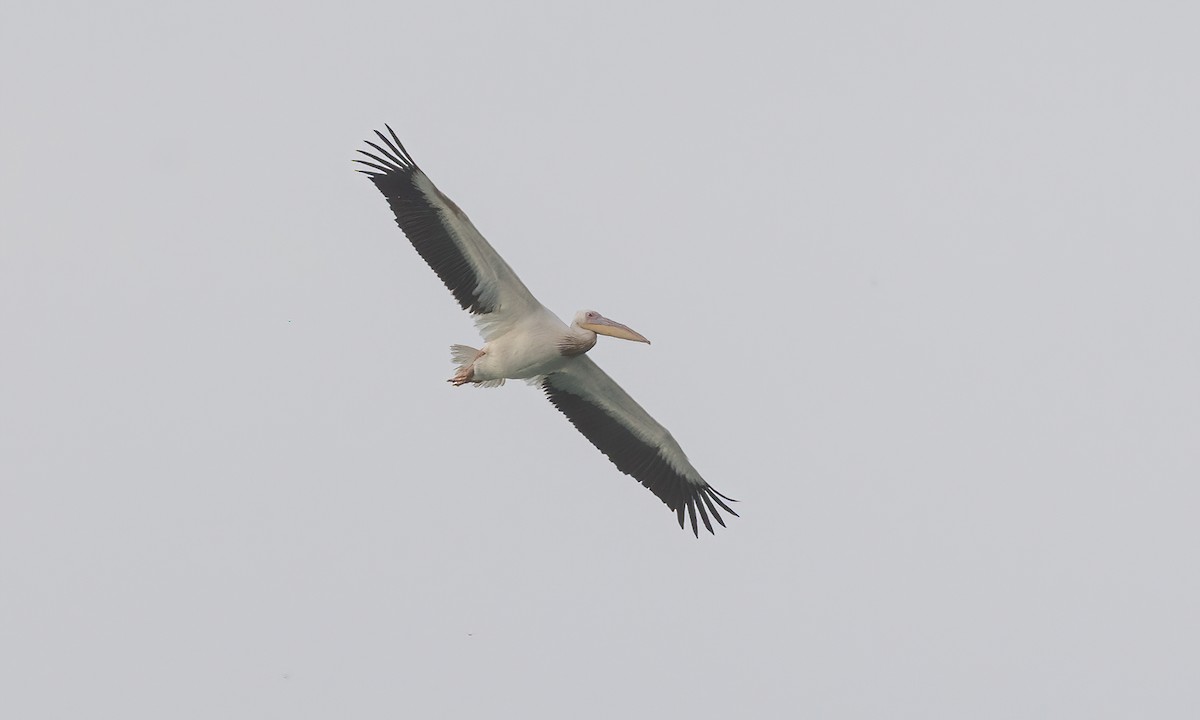 Great White Pelican - Paul Fenwick