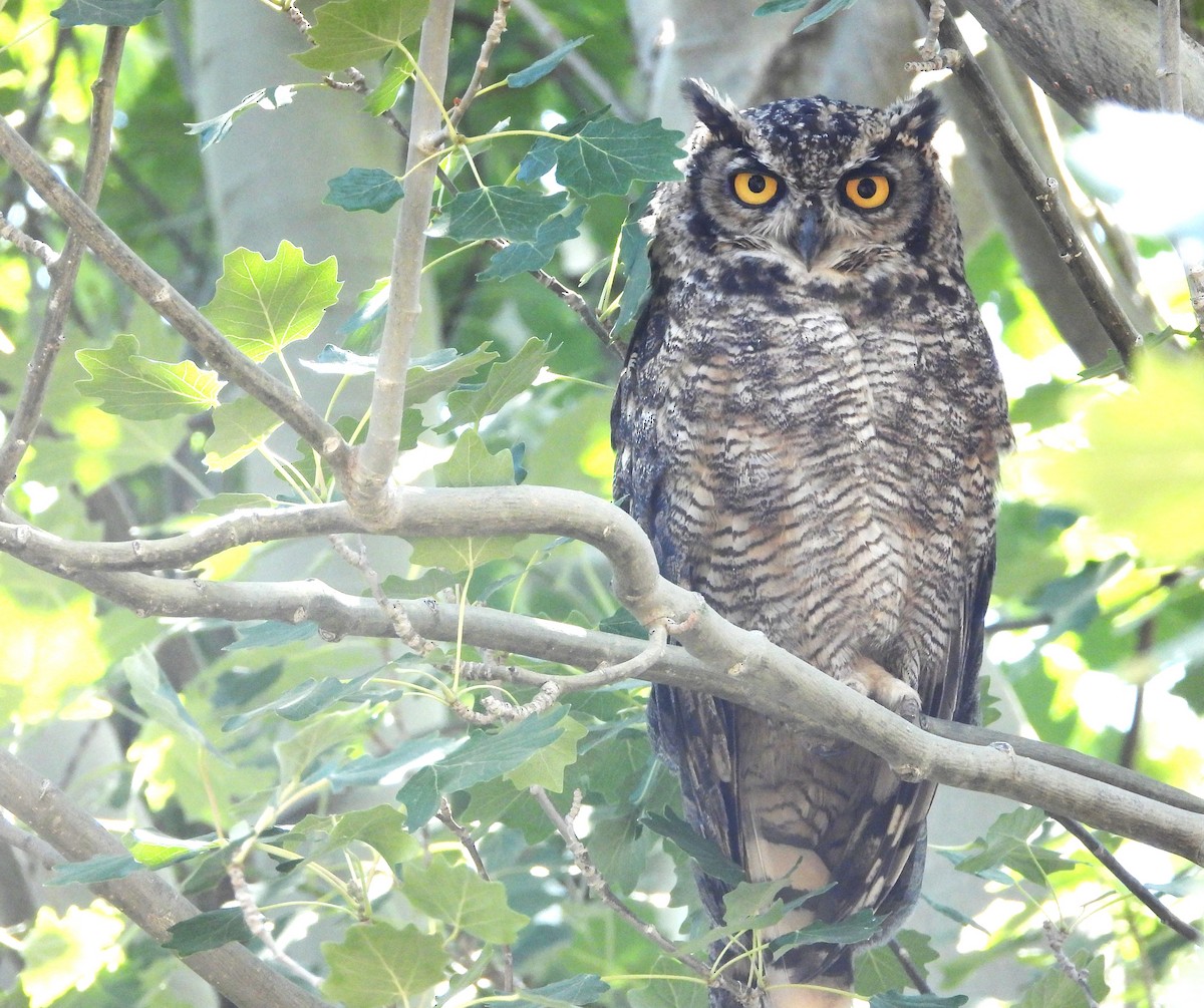 Lesser Horned Owl - ML529657731