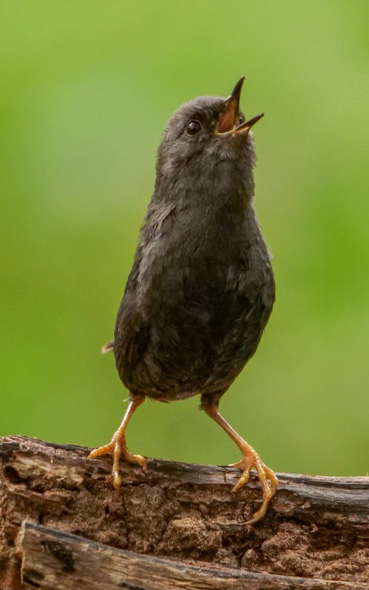 Magellanic Tapaculo - Roger Horn