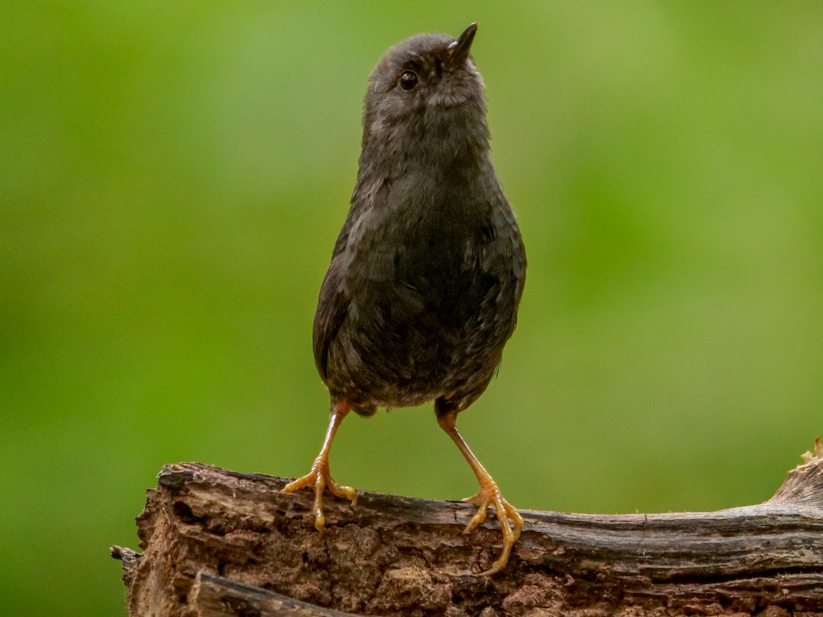 Magellanic Tapaculo - Roger Horn