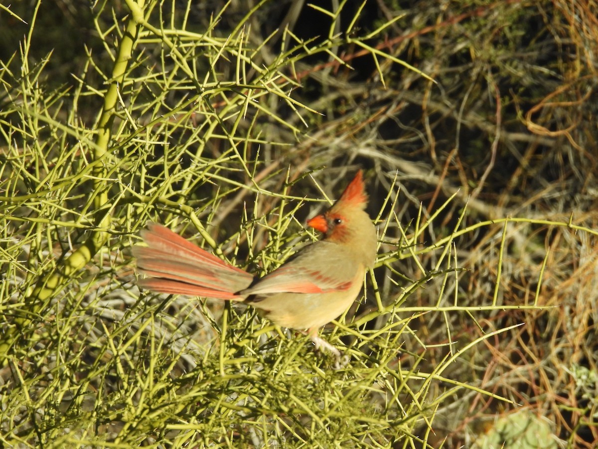 Cardinal rouge ou C. pyrrhuloxia - ML529660661