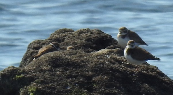 Semipalmated Plover - ML529661901