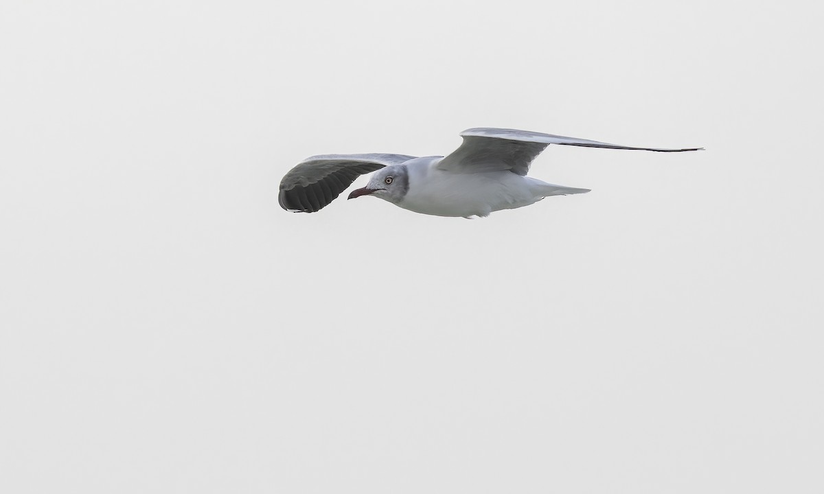 Сероголовая чайка - ML529662451
