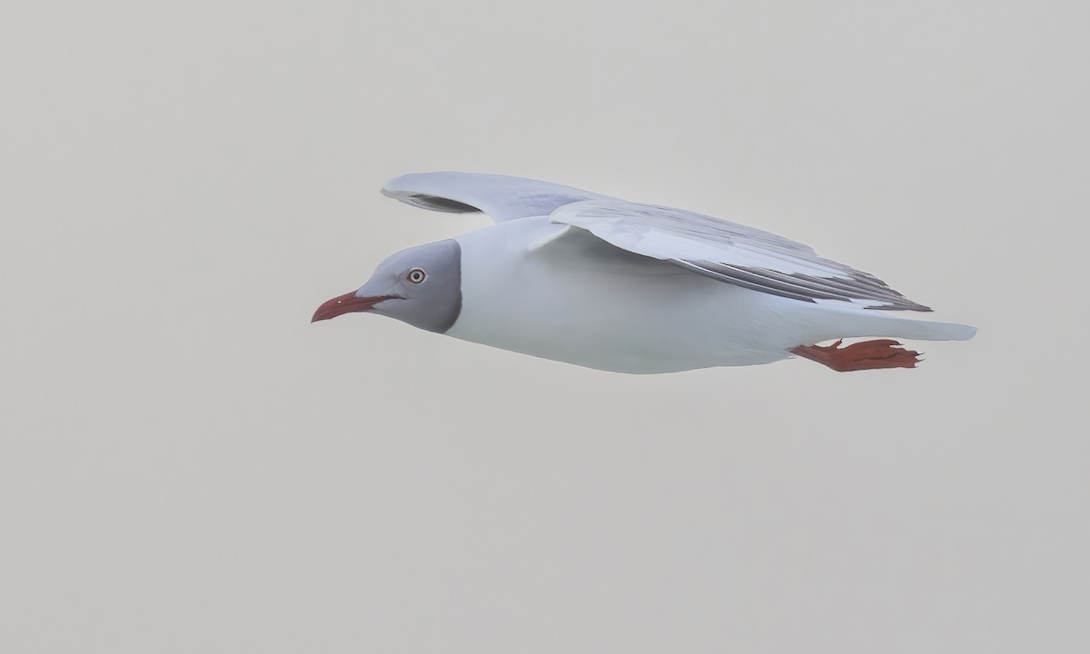 Сероголовая чайка - ML529662501