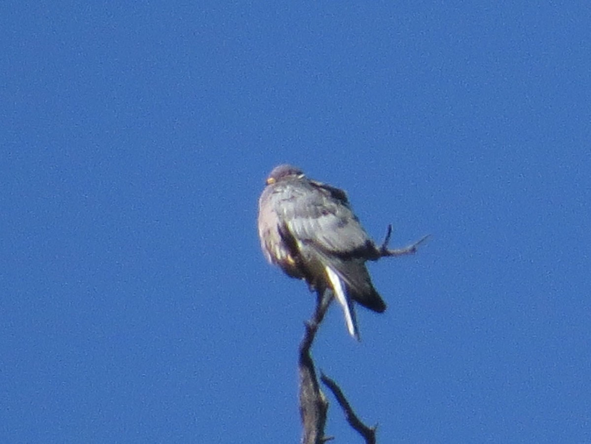 Band-tailed Pigeon - ML529662791