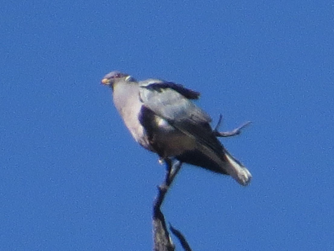 Band-tailed Pigeon - ML529662821