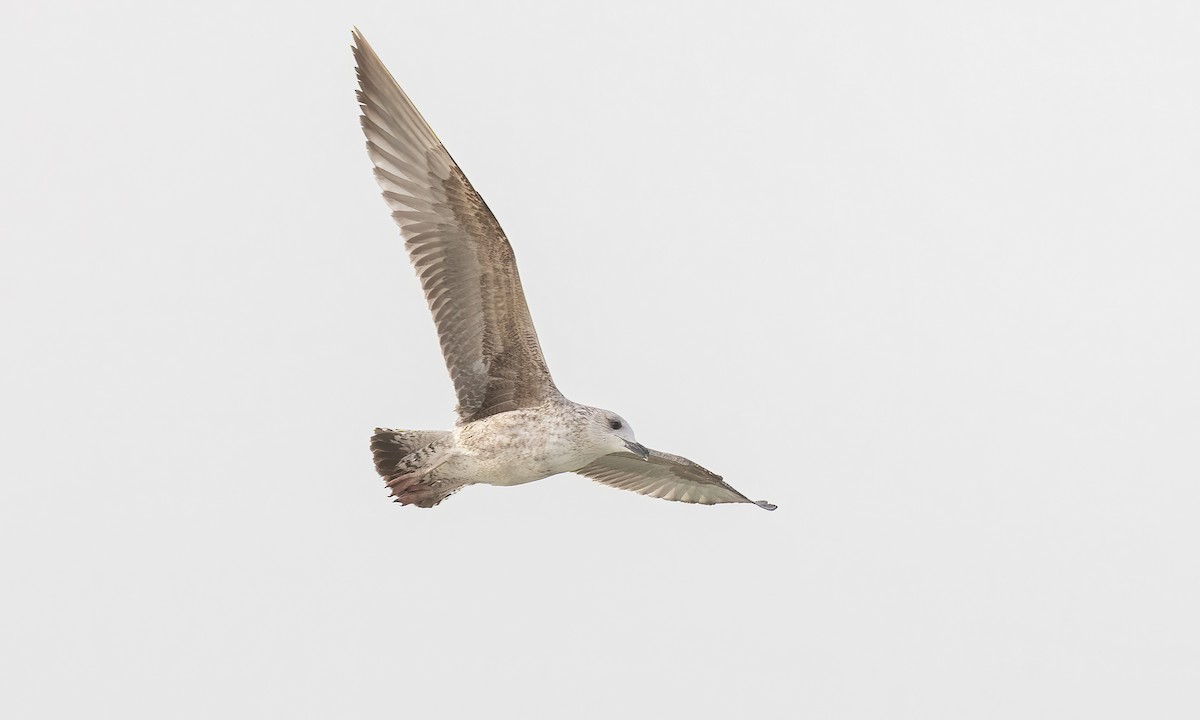 Lesser Black-backed Gull (graellsii) - Paul Fenwick