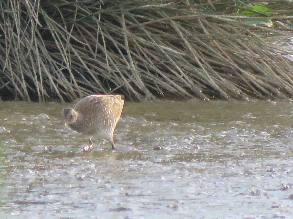 Spotted Crake - ML52966421