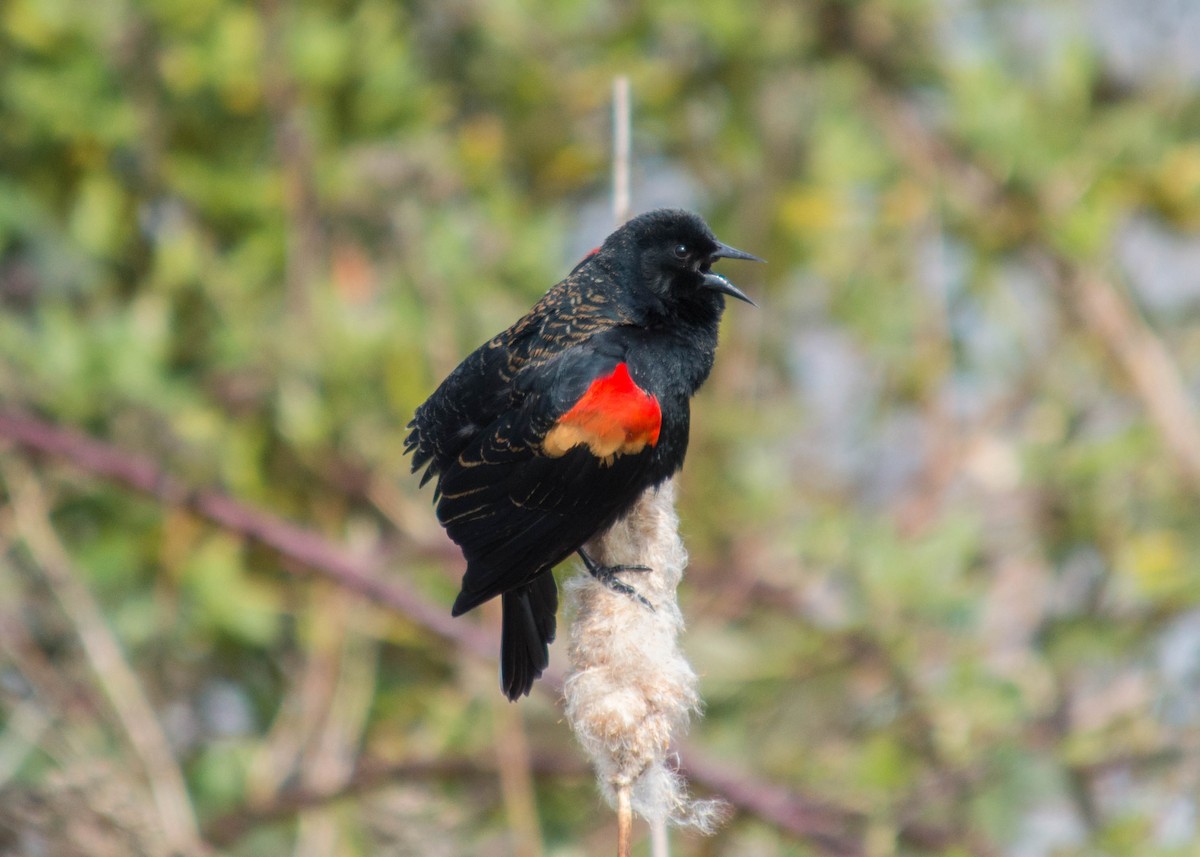 Red-winged Blackbird - Joanne Dial