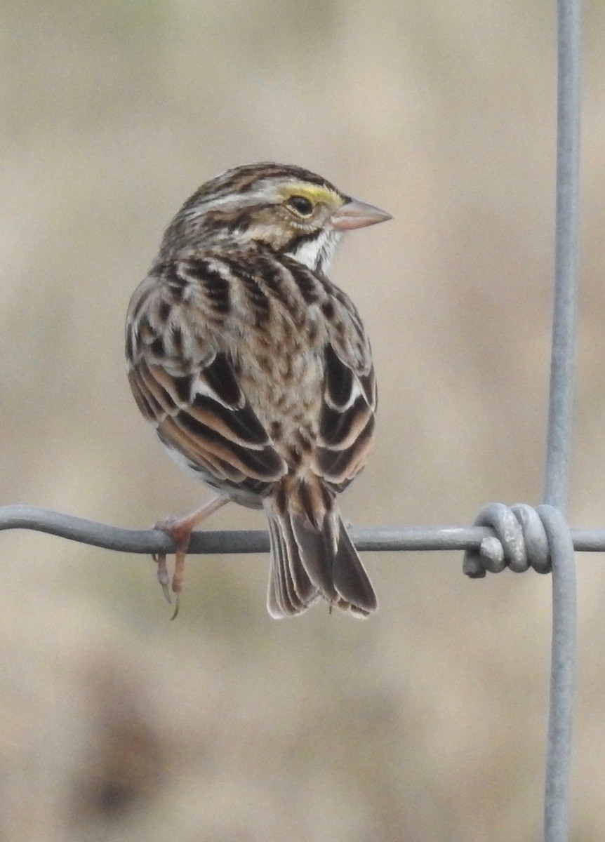 Savannah Sparrow - ML529666381