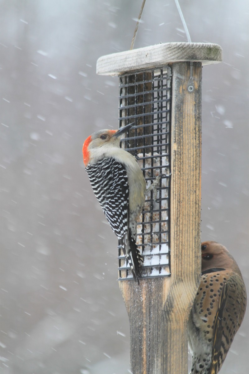 Red-bellied Woodpecker - Cherith Janes