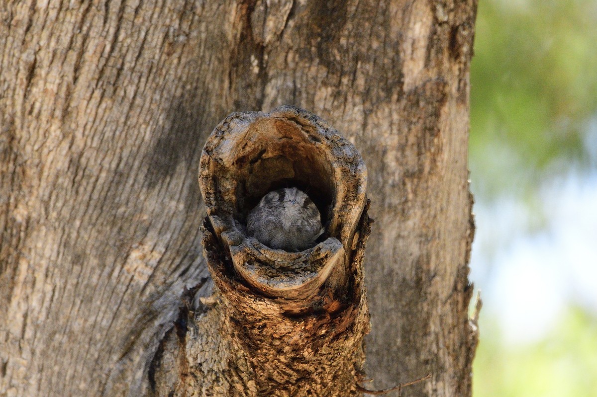 Australian Owlet-nightjar - ML529671171