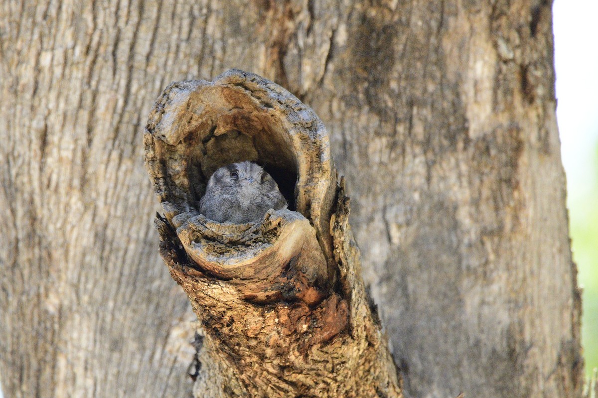 Australian Owlet-nightjar - ML529671191