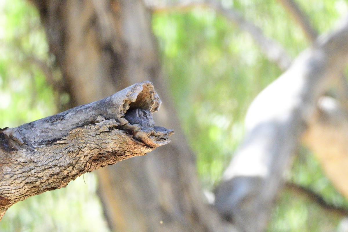 Australian Owlet-nightjar - ML529671201