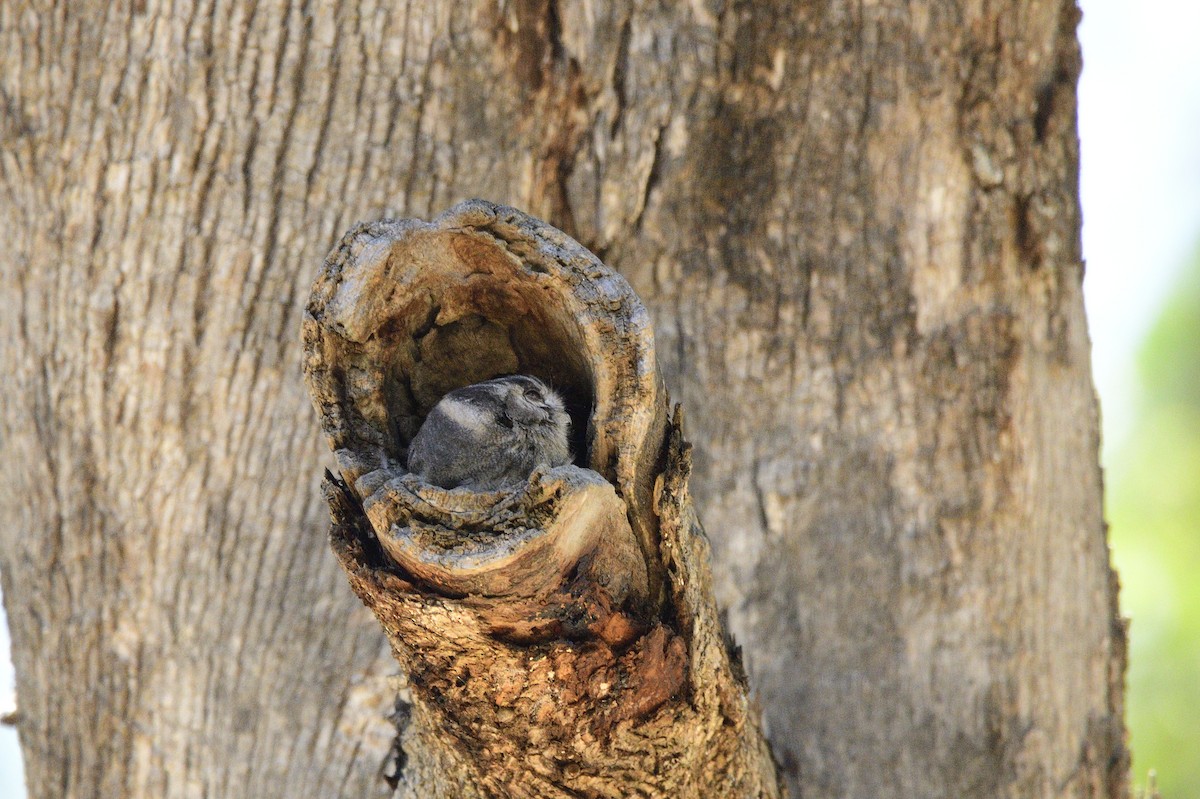Australian Owlet-nightjar - ML529671211