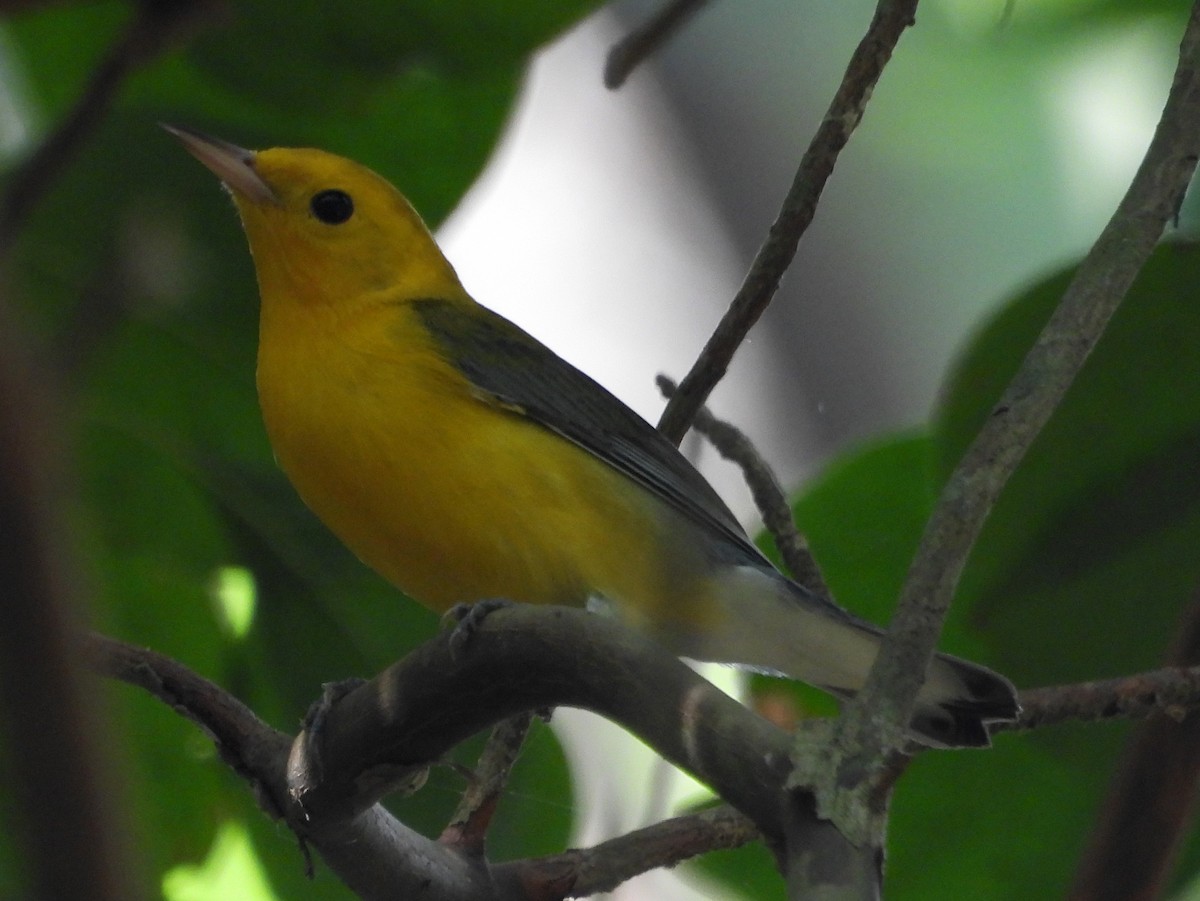 Prothonotary Warbler - ML529674811