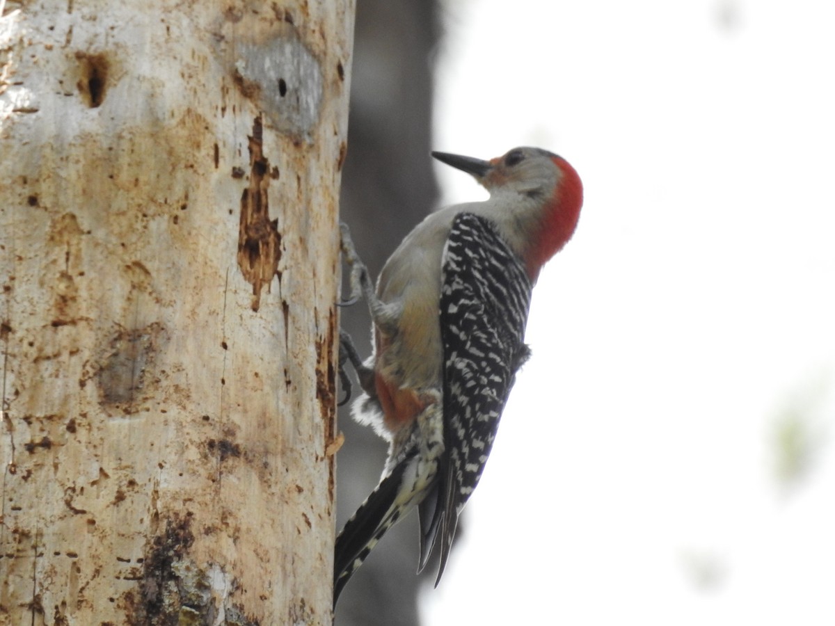 Red-bellied Woodpecker - ML52967551
