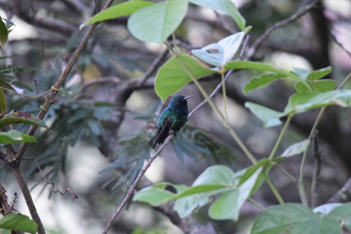 Shining-green Hummingbird - Freddy Oswaldo Ovalles Pabon