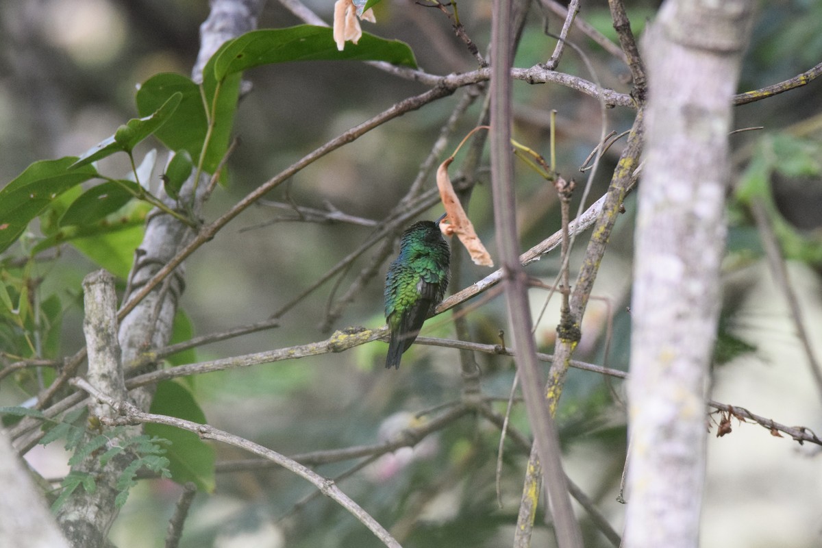 Shining-green Hummingbird - ML529678791