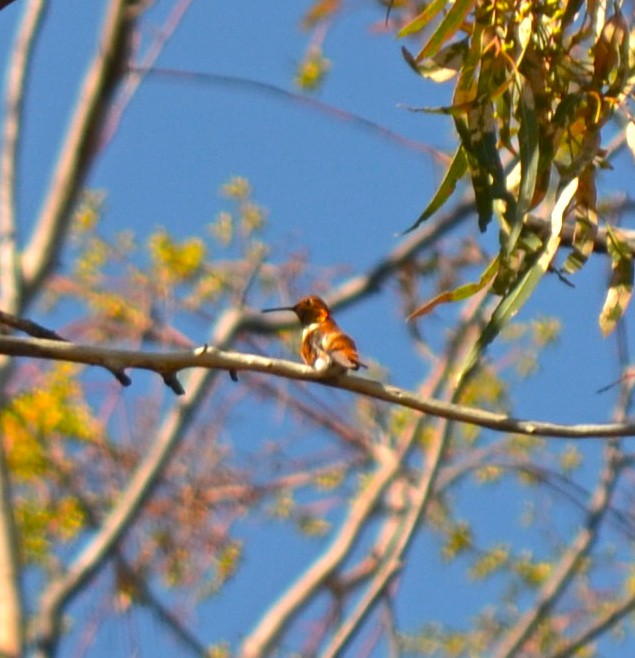 Rufous Hummingbird - ML529681431