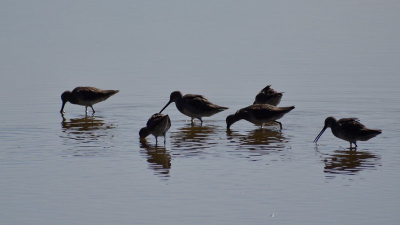 Long-billed Dowitcher - ML529682681