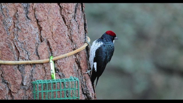 Acorn Woodpecker - ML529686571