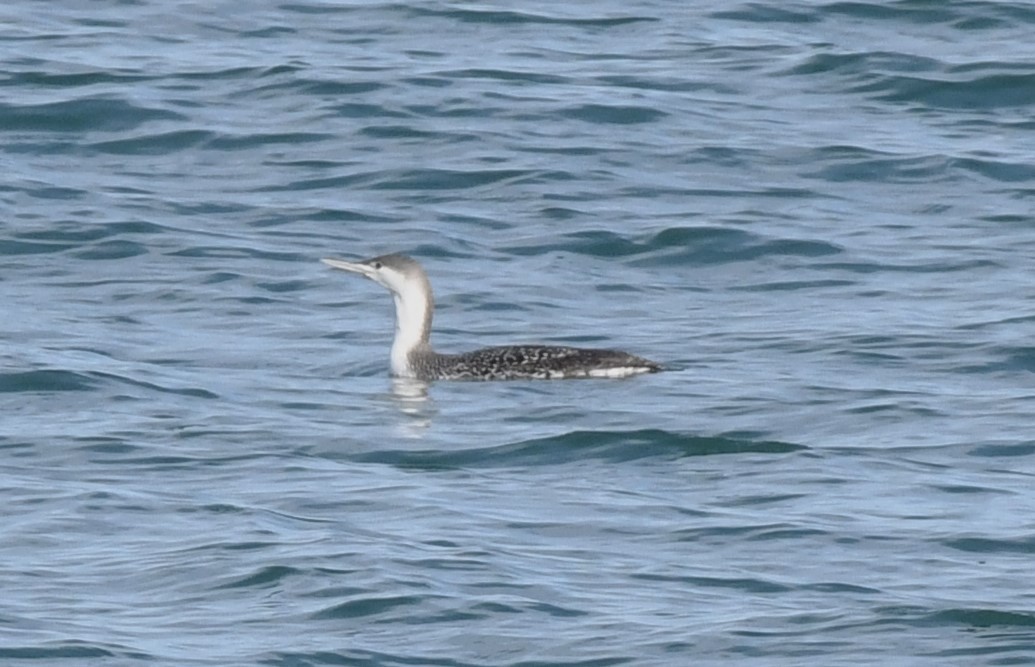 Red-throated Loon - ML529688941