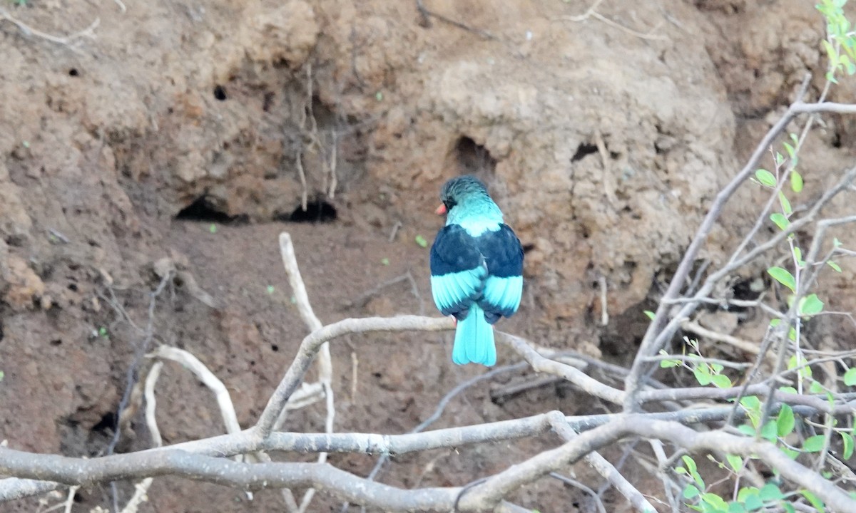 Blue-breasted Kingfisher - ML529690371