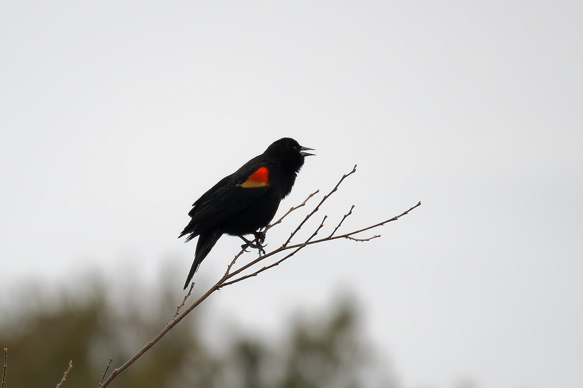 Red-winged Blackbird - ML529692851
