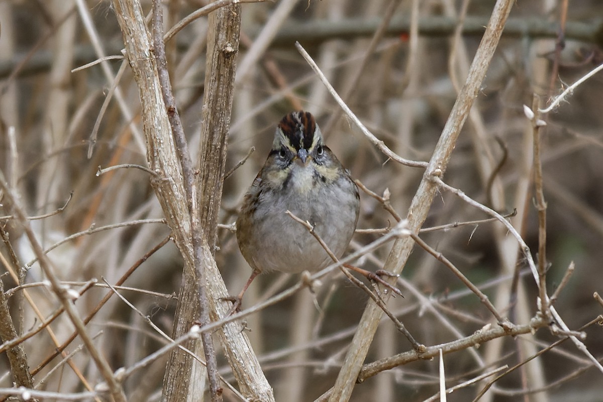 Swamp Sparrow - ML529693171